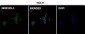 Anti-SOX2 Rabbit Monoclonal Antibody